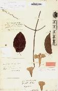 Bignonia chicagoensis Bureau, Alexander von Humboldt
